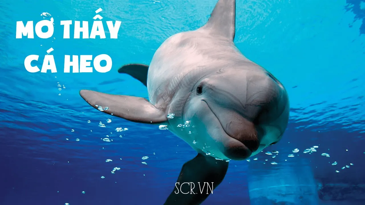 giai-ma-giac-mo-thay-ca-heo-1-min_11zon